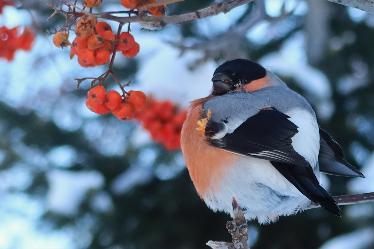 В морозный день - Галина Козлова В морозный день - Галина Козлова
