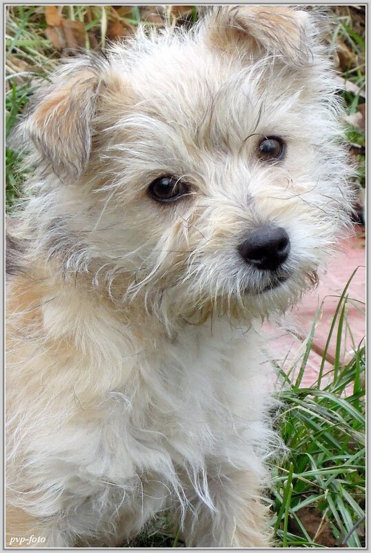 Портрет Тимоши - Владимир Попов