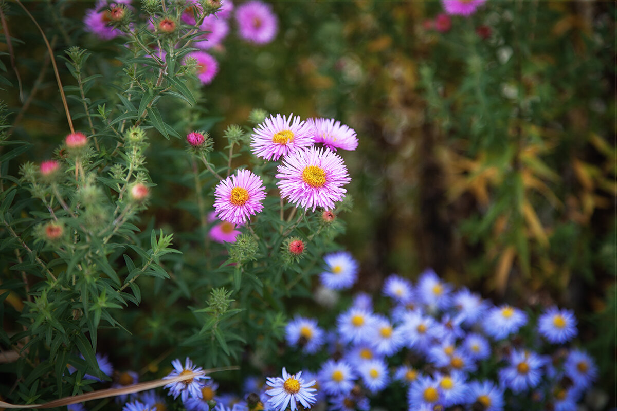 Осенняя полянка. - Лилия *