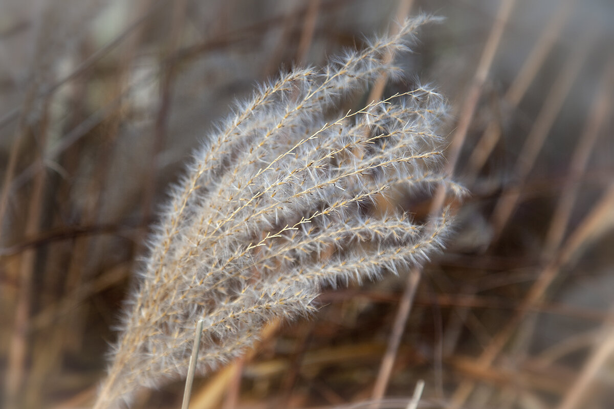 Мискантус китайский. - Лилия *
