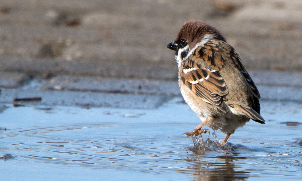 Холодная водичка... - Владимир Безбородов