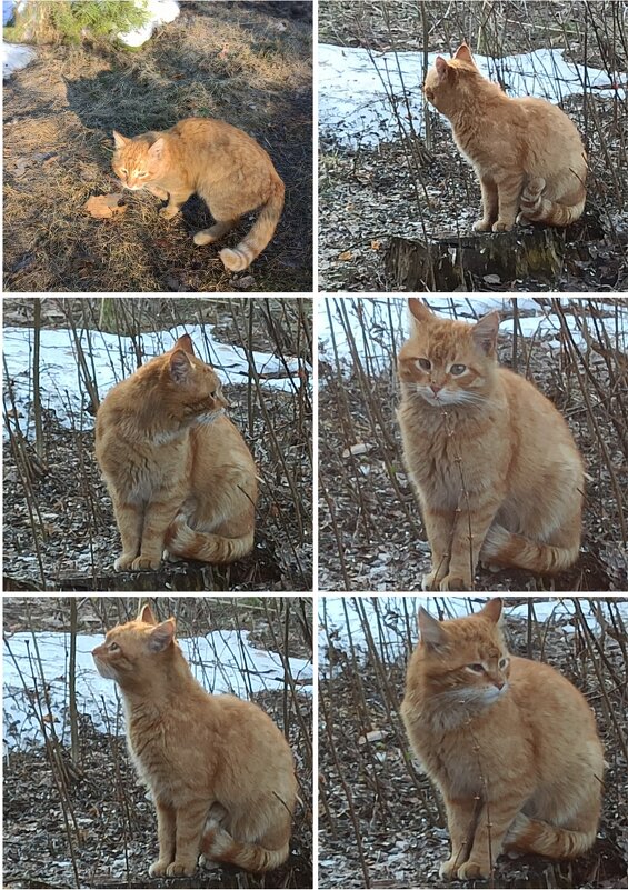 Дождался наш терпеливый котик! - veilins veilins