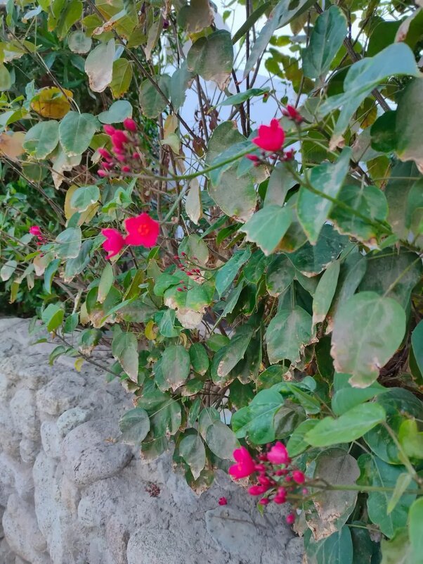 Египет. Цветы на камнях - Ирэн 