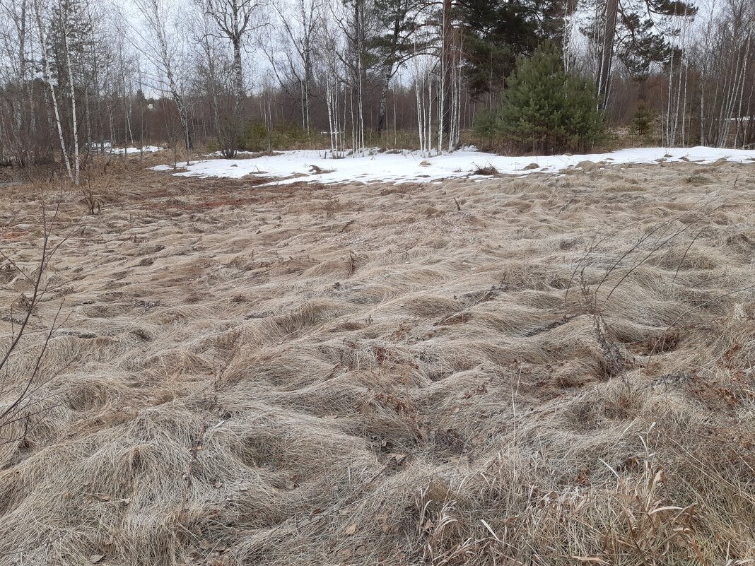 Дела весенние - Галина Минчук