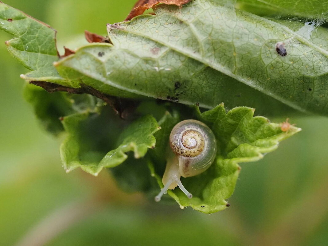 Улитка на листике - Мария К. Улитка на листике - Мария К.