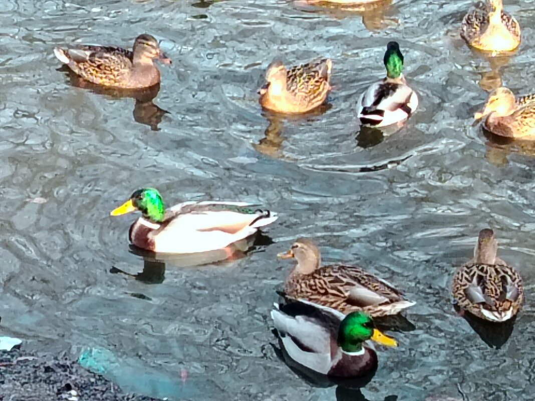 Утки дождались весны - Надежда Утки дождались весны - Надежда