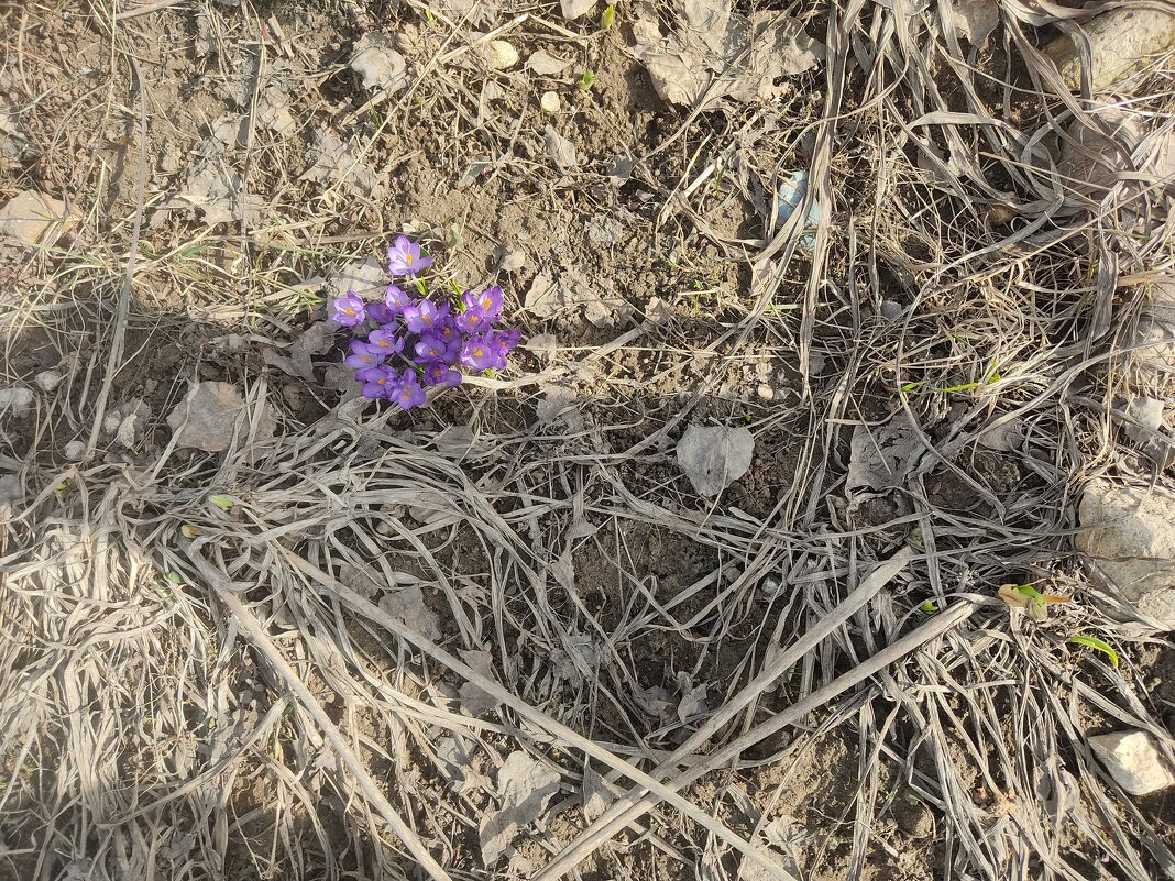 Весна... - Александр Буторин