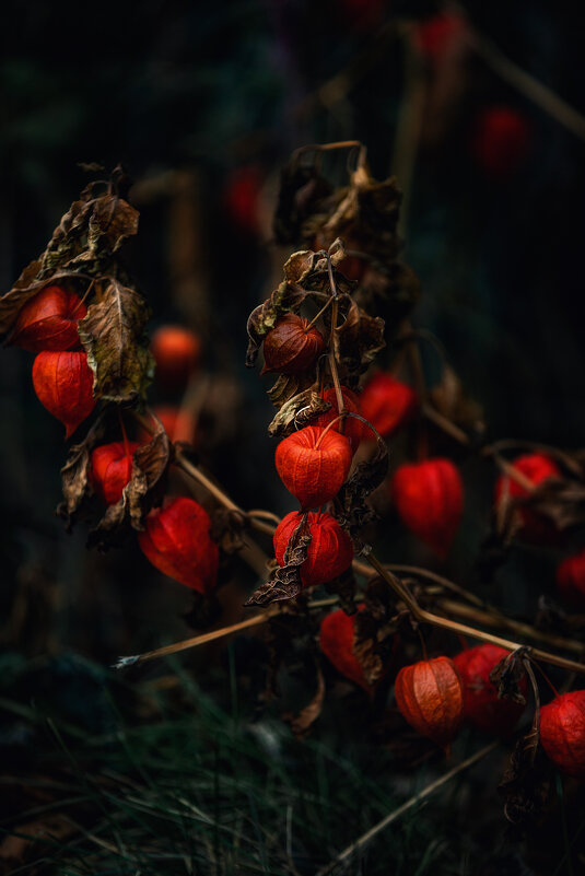 Физалис - Ирена Цурпал