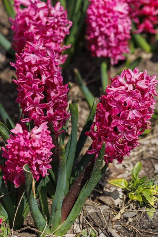 Весна - Светлана Тихонина