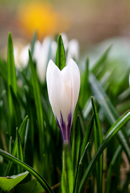 Стройность... - Александр Кондаков