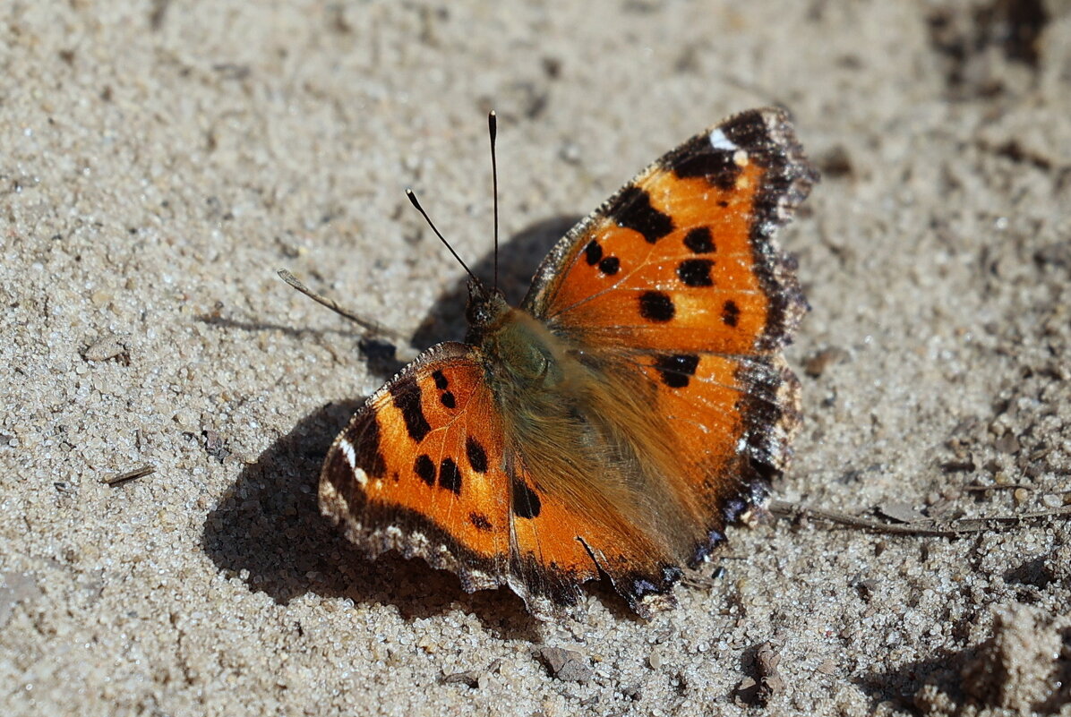 Вот и лето рядом... - Александр Кондаков