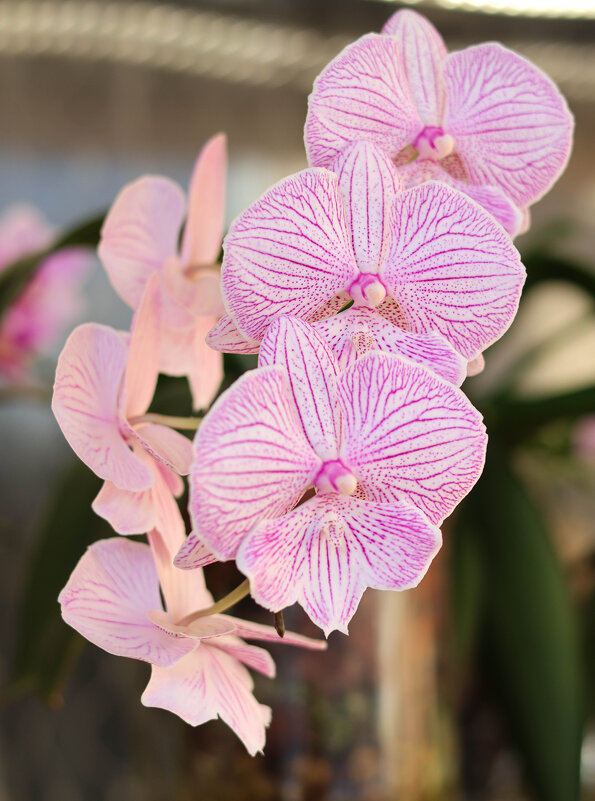 Орхидея Чеширский кот - Irene Irene