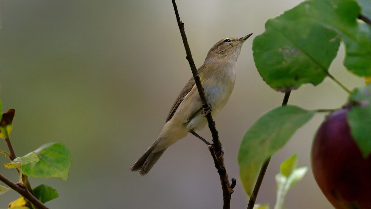 Пеночка-теньковка - Николай Соколухин