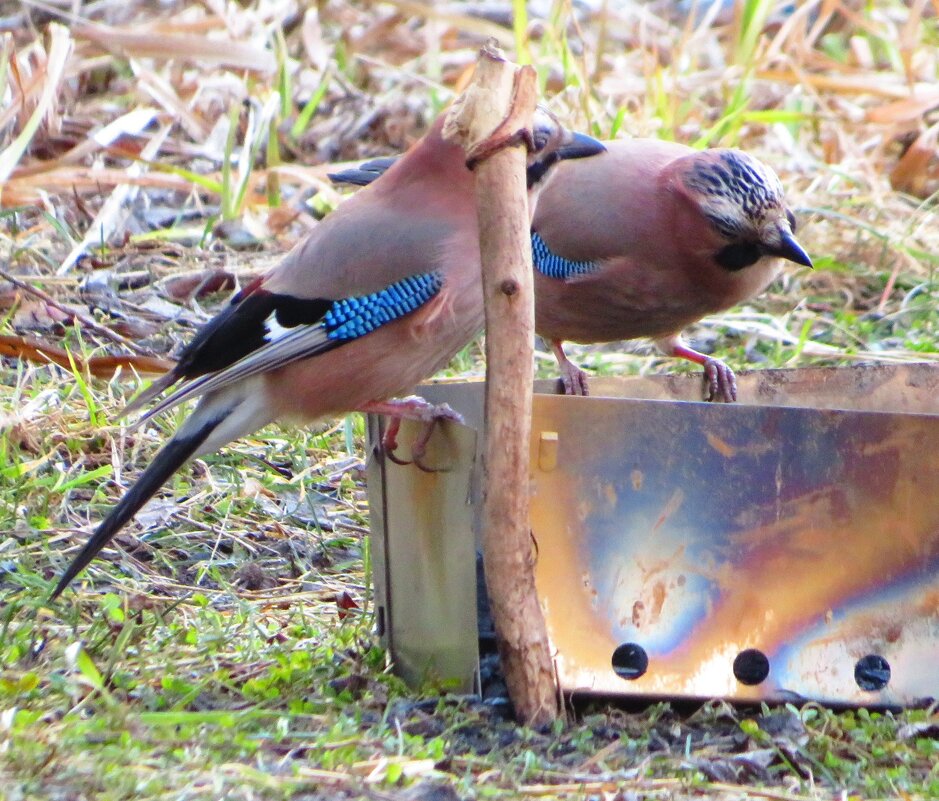Где шашлык? - Андрей Снегерёв