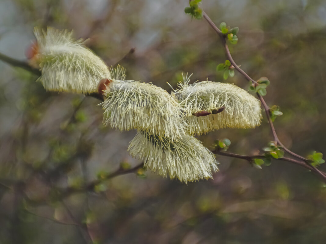 Ивушка. - Николай 
