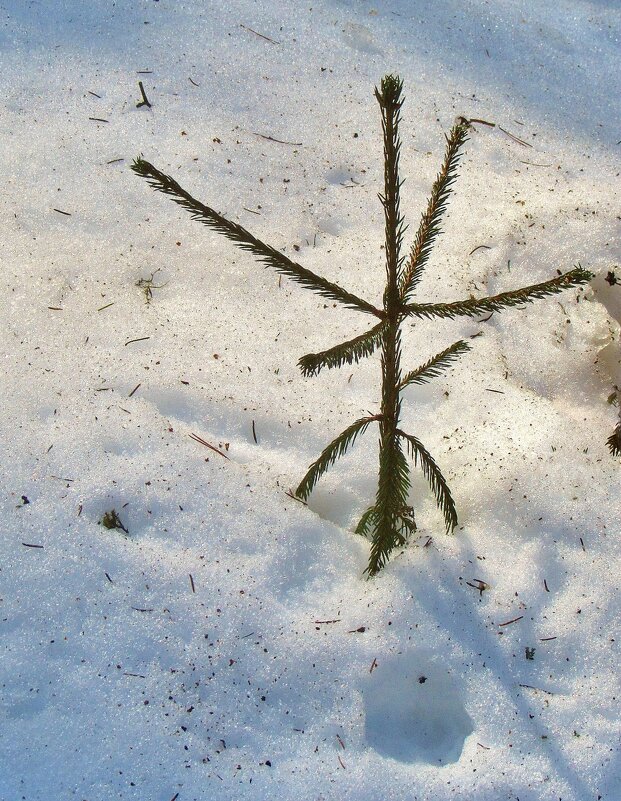 ..  ..выстоявшая в глубоких снегах  елочка.. - galalog galalog