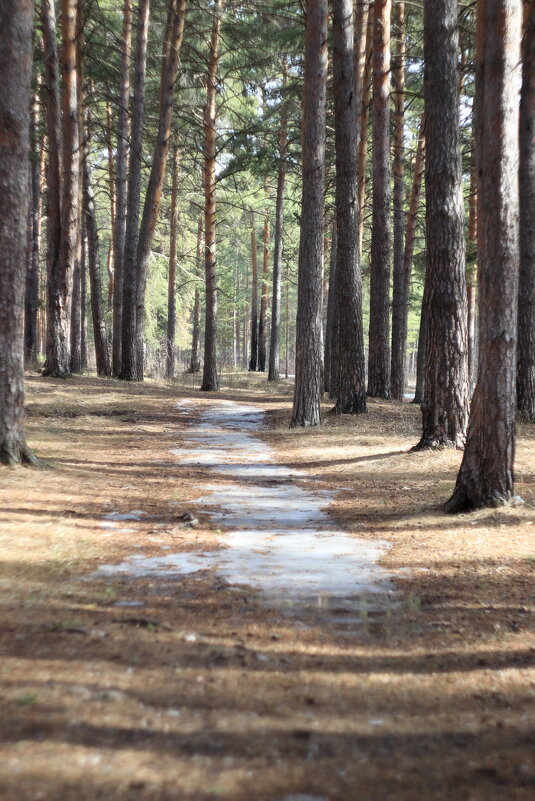 Последний снег. - Александр Николаев Последний снег. - Александр Николаев
