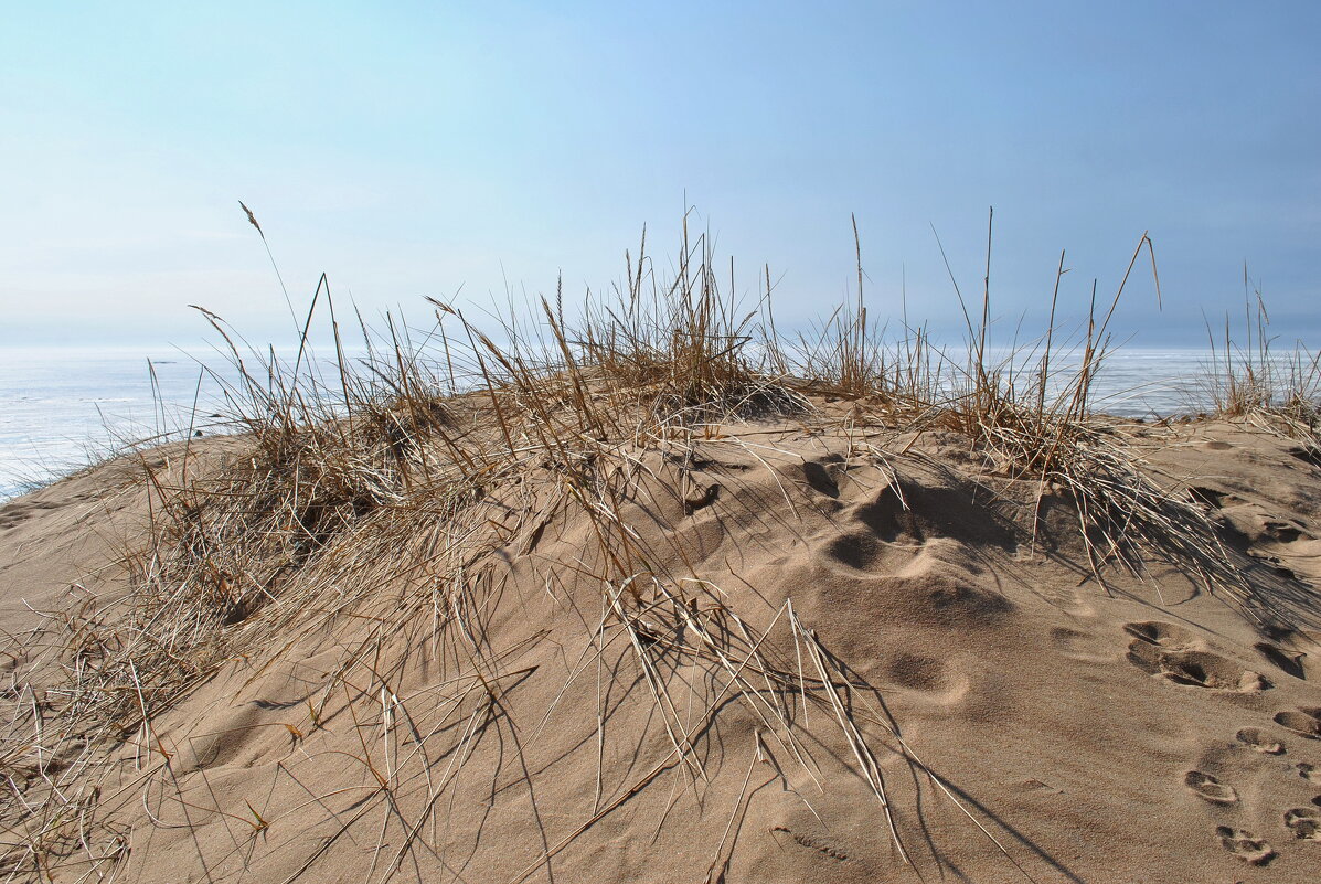 Из жизни дюны - AleksSPb Лесниченко