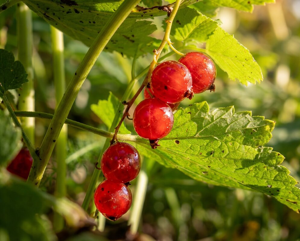 Одна веточка красной смородины - Лилия 