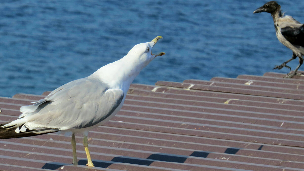 а ну быстро улетела, общипаная... - shasha1950 