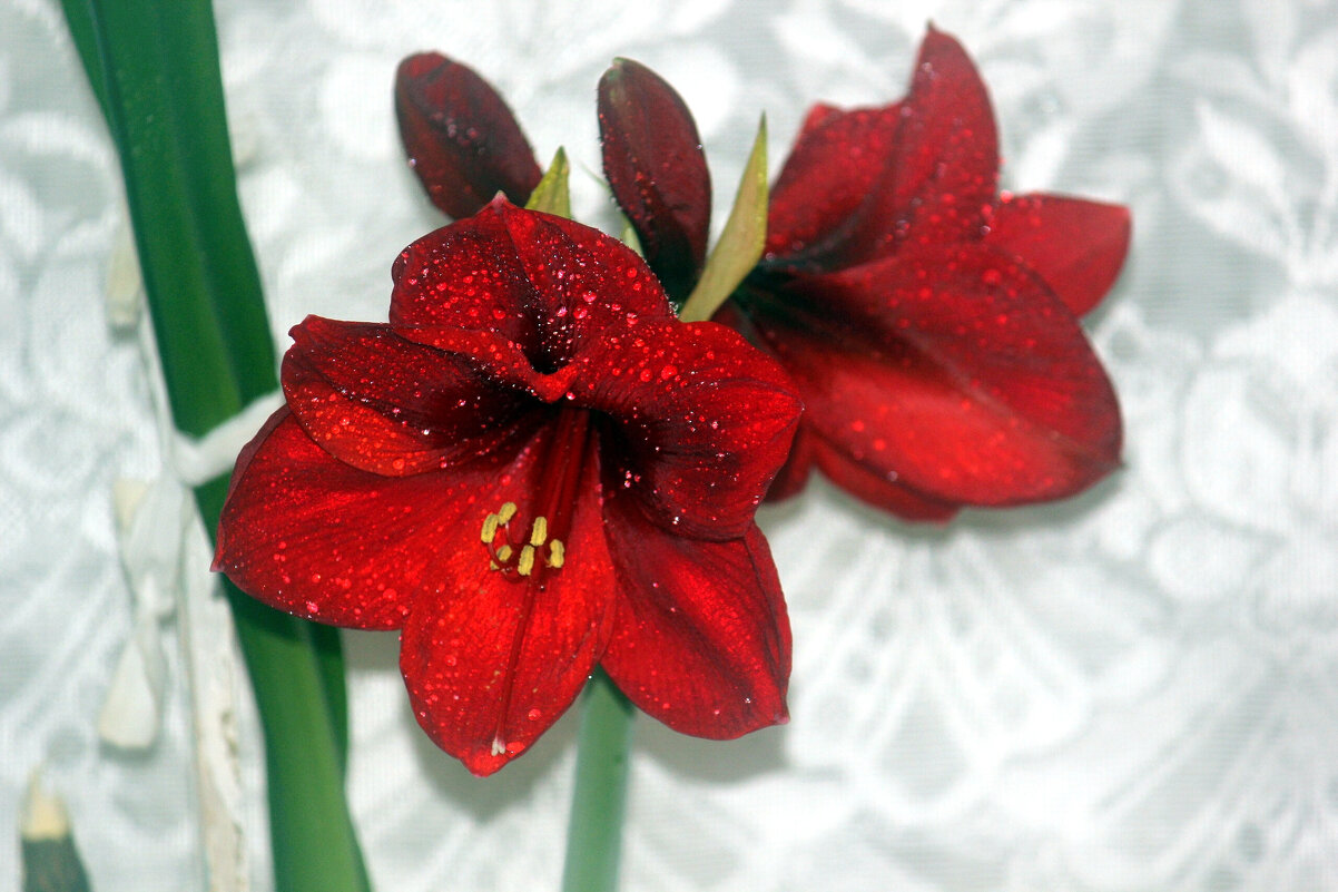 амариллис - Сергей Кочнев