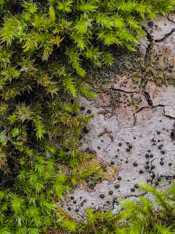 немного зелени в ленту - Ольга Косачова