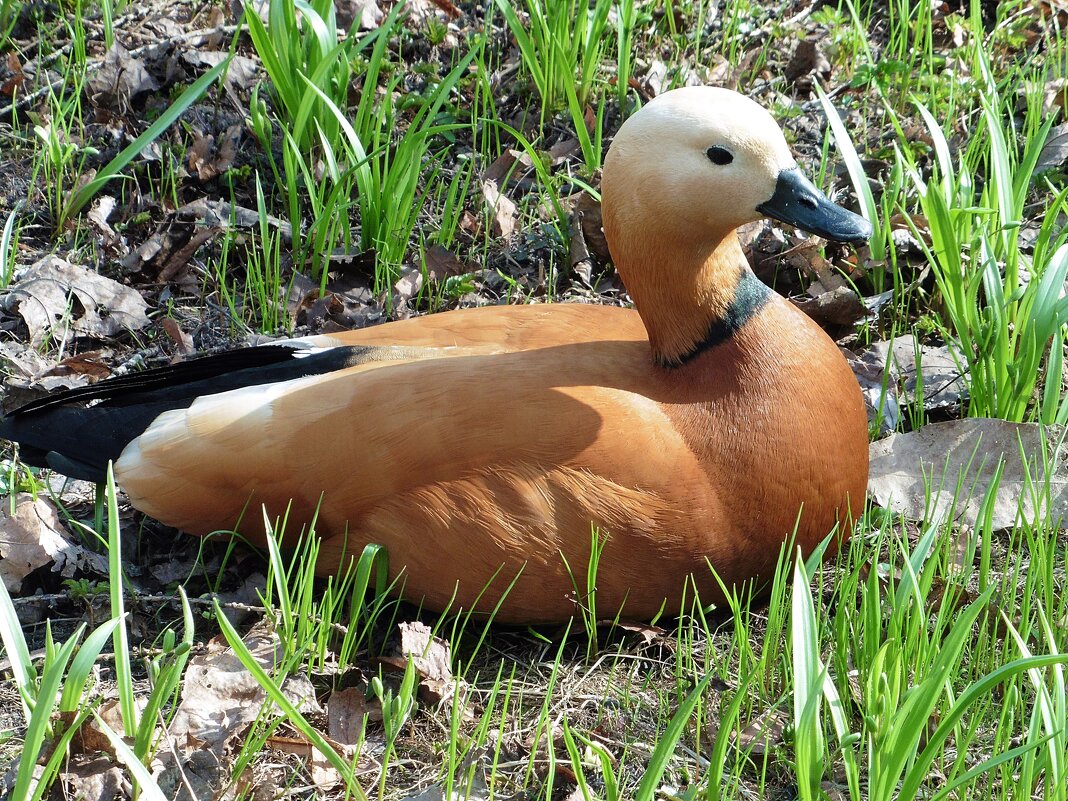 Огарь в Аптекарском огороде - Лидия Бусурина