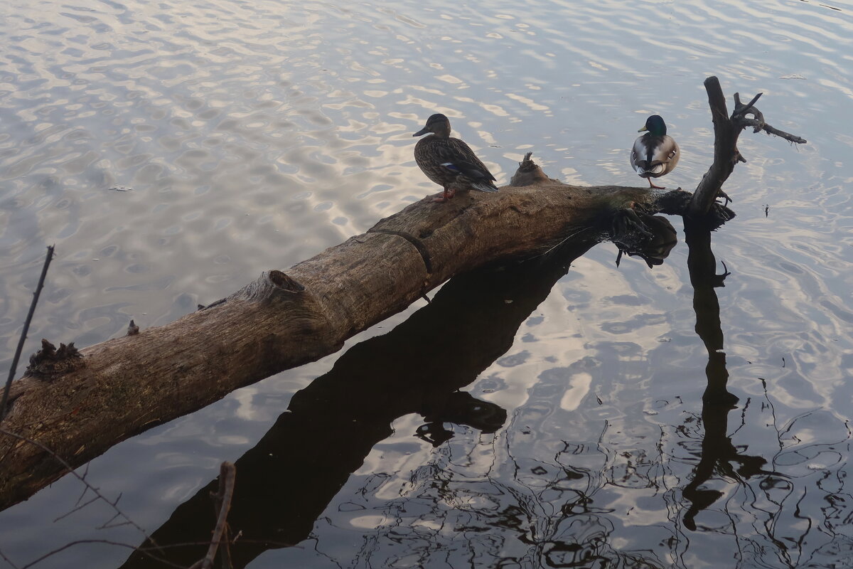 На озере - Дмитрий И_