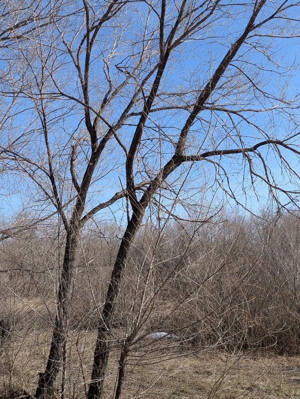 Весна - Андрей Хлопонин Весна - Андрей Хлопонин