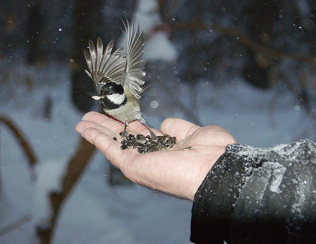 С Международным днем птиц! - Галина Нестратова