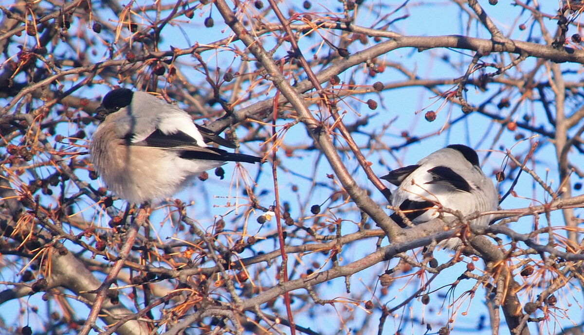 Снегирихи. - сергей ермошкин