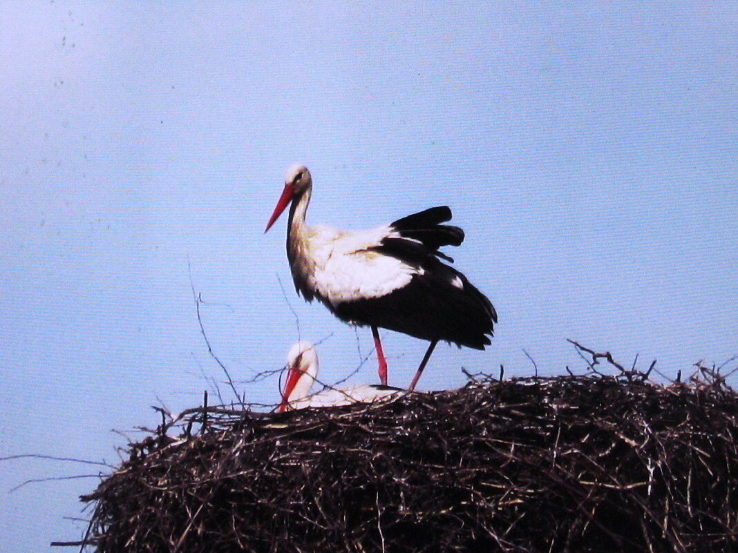 Аисты прилетели - Людмила Смородинская Аисты прилетели - Людмила Смородинская
