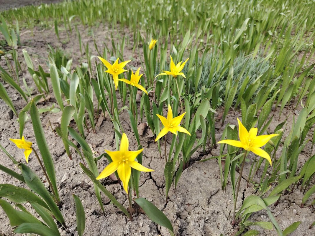 Лесной тюльпан - Наталья (ShadeNataly) Мельник