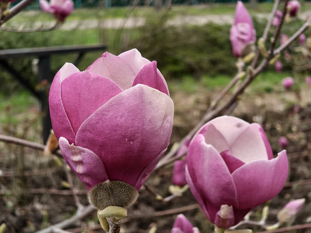 Красота магнолии - Валерий Ткаченко Красота магнолии - Валерий Ткаченко