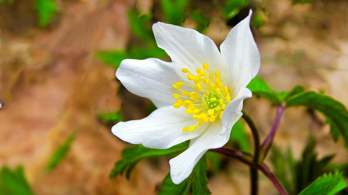 Ветреница - Милешкин Владимир Алексеевич Ветреница - Милешкин Владимир Алексеевич