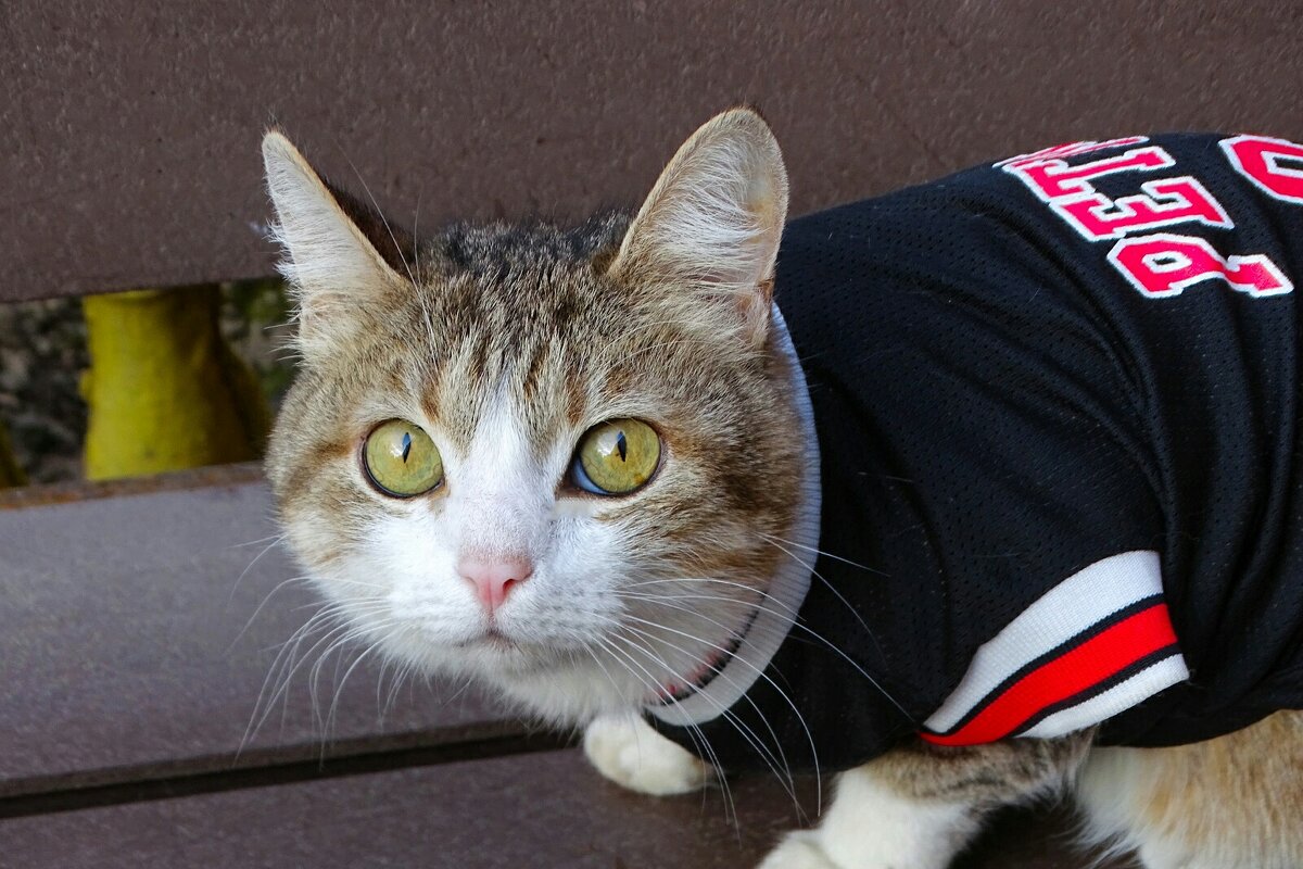 Кошкин взгляд. - Милешкин Владимир Алексеевич Кошкин взгляд. - Милешкин Владимир Алексеевич