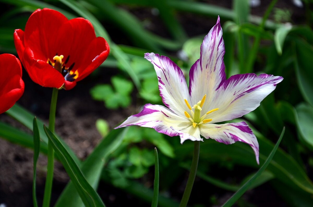 тюльпаны - Aleksandr . тюльпаны - Aleksandr .