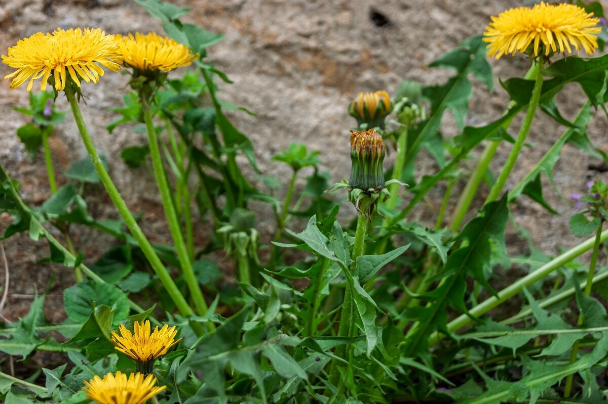 Одуванчики - Игорь Сикорский