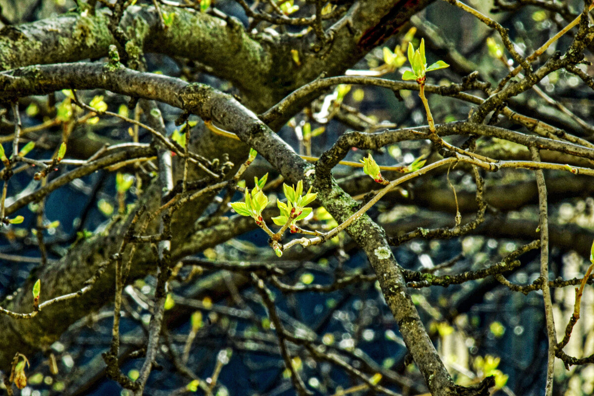 Яблоня - Олег Яблоня - Олег