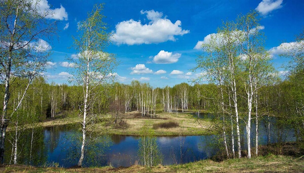 Березовая роща - СЕРГЕЙ ФИЛОЧКИН