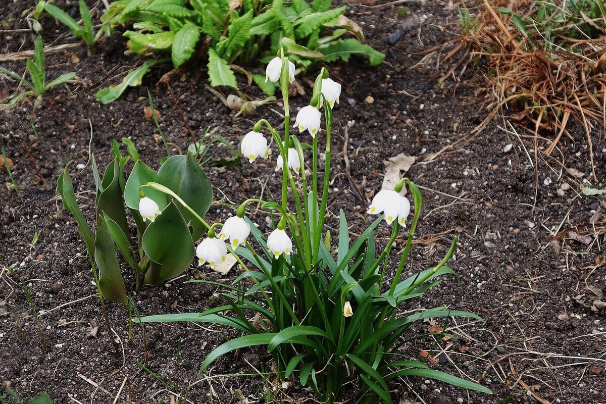 Белоцветник - Рита Симонова