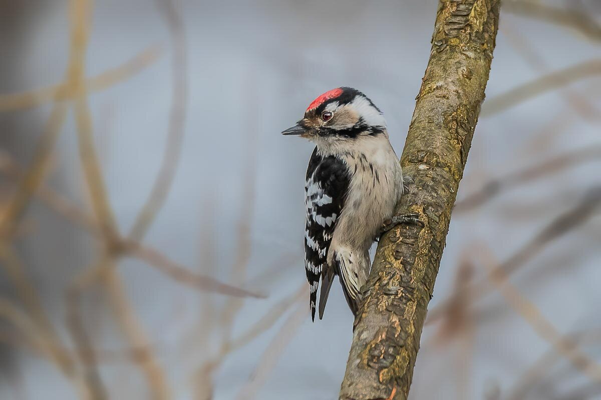 Малый пёстрый дятел (самец). - Николай Ловец