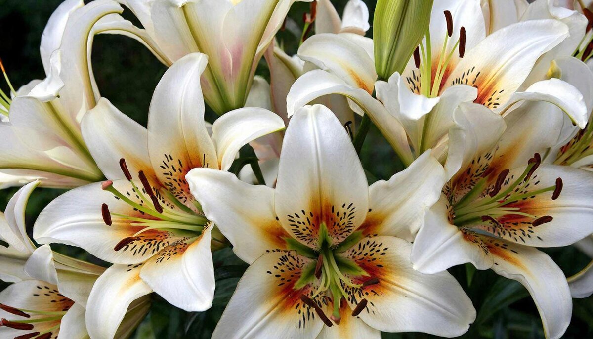 цветы - МАРИЯ ПОПОВА