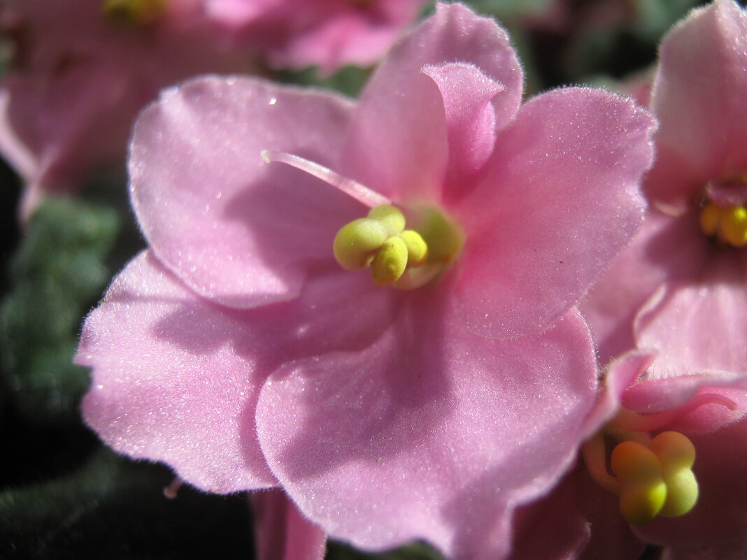 Фиалка - Елена Семигина