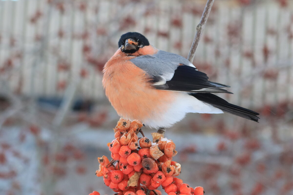 Обед - Галина Козлова 