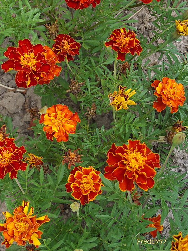 Бархатцы - Freddy 97