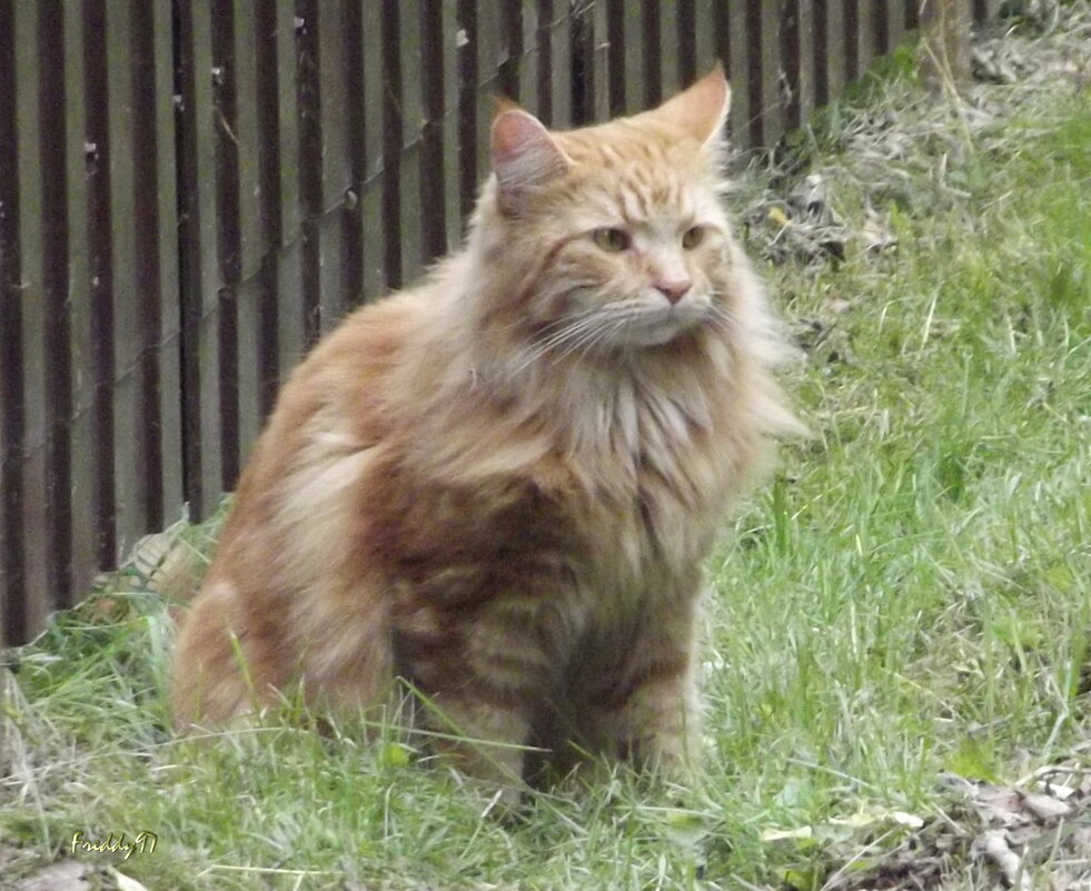 Котяра - Freddy 97