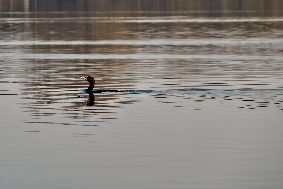 Баклан - Jakob Dick