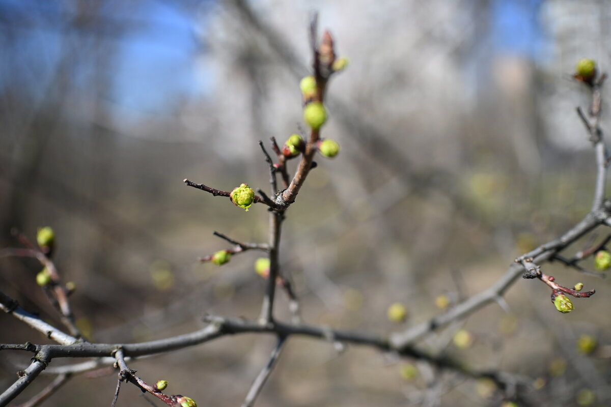 Весна) - Митяй Митрич