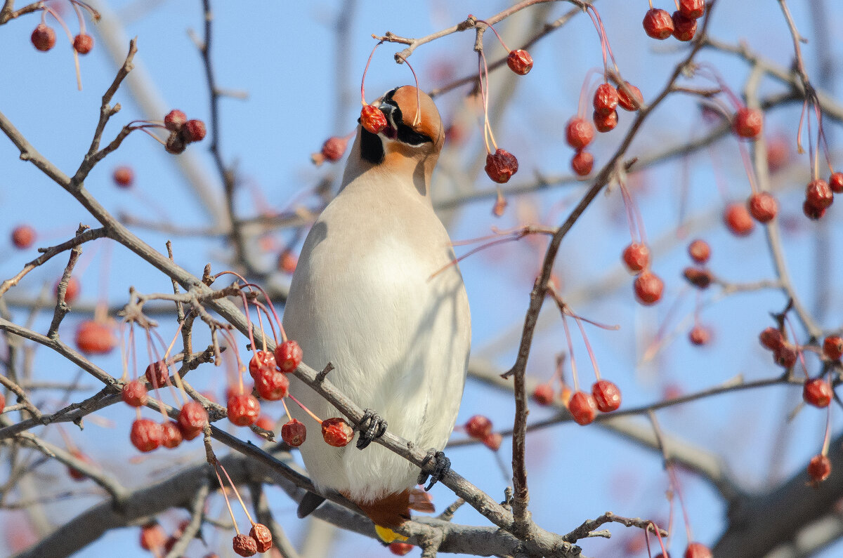 Вкусные яблочки - Виктор Иванович Чернюк
